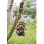 Statue de yorkshire-terrier suspendu