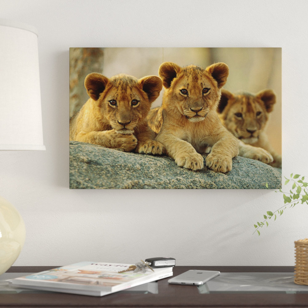 African Lion Cubs Resting on a Rock, Hwange National Park, Zimbabwe by Tim Fitzharris - Print East Urban Home