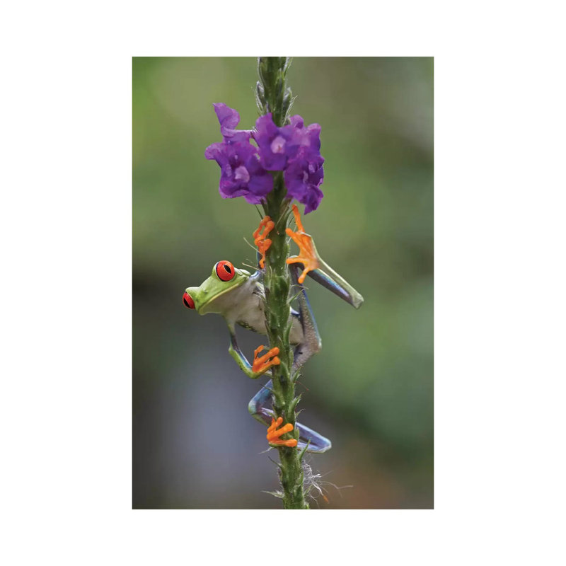 Red-eyed Tree Frog Climbing On Flower, Costa Rica II by Tim Fitzharris - Wrapped Canvas Print, 20.32 cm H x 30.48 cm W