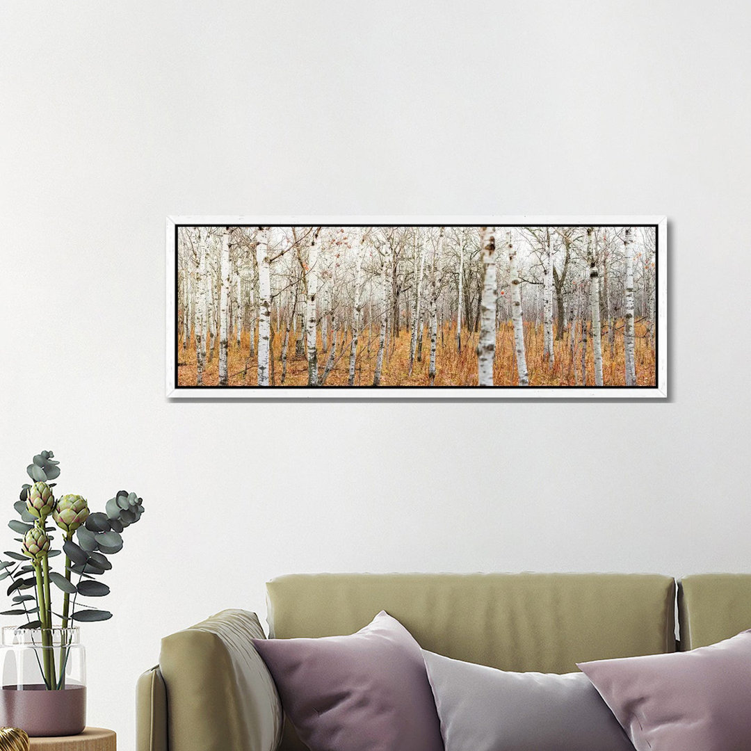 Birch Grove Panoramic by Nik Rave - Panoramic Print on Canvas