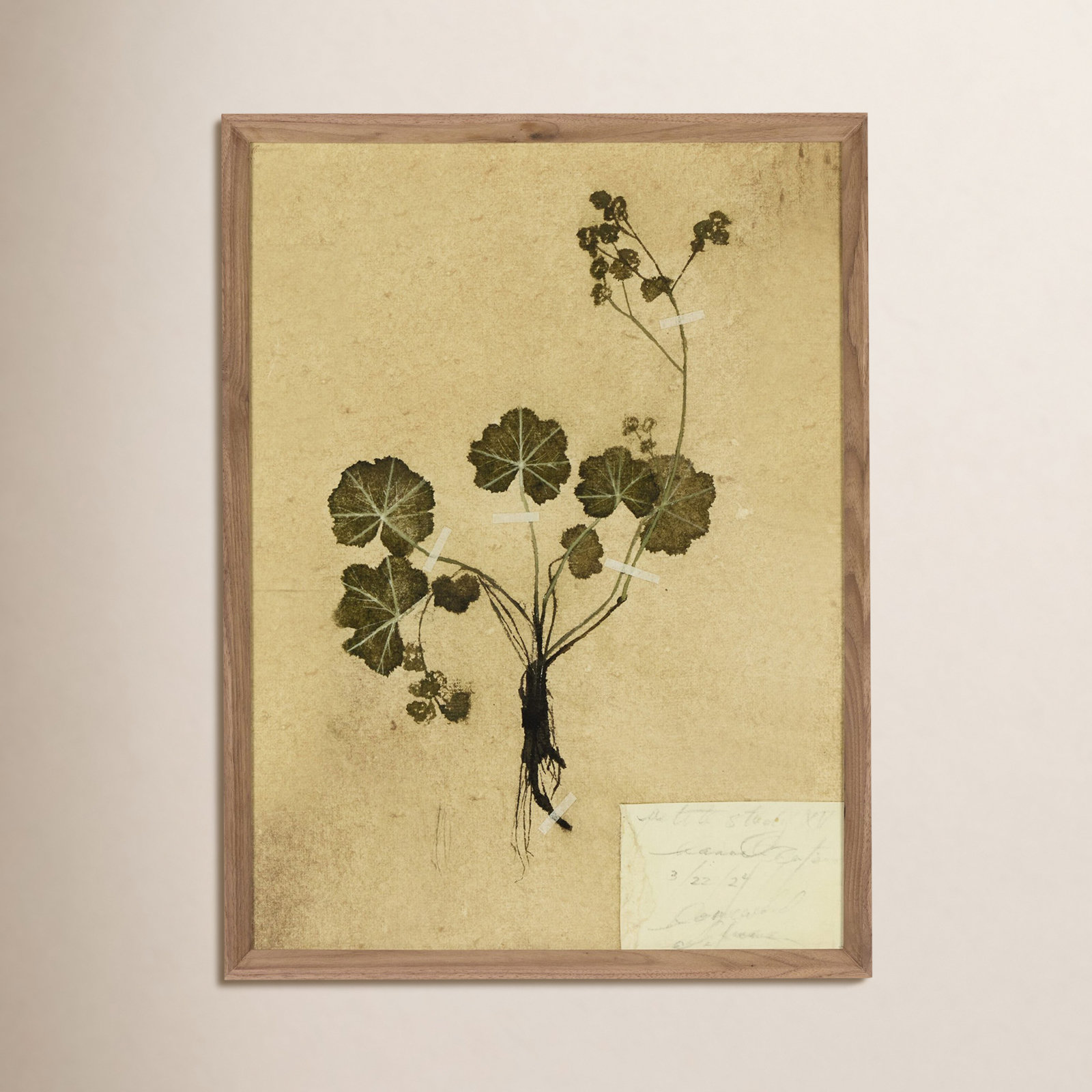 Petite Study No. VI by Hannah Winters, 18" H x 14.5" W