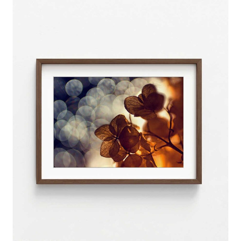 Photographie abstraite florale: lumière dorée, bokeh doux - art mural, H 8 po x l 10 po, Brun, Blanc