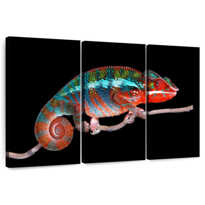 Brampt Male Panther Chameleon