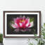 Pink Water Lily Flower Vol.3 - Picture Frame Graphic Art-62804095-62804096