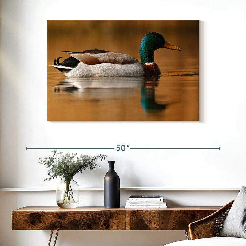 Canard colvert Brampt, H 26 po x l 39 po