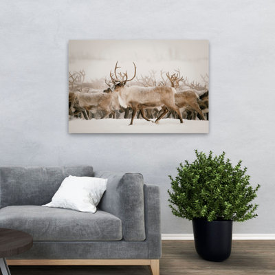 Fête - photographie d'animaux, cerf, Écosse
