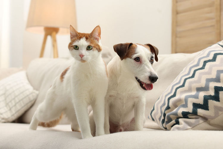 Hund & Katze auf dem Sofa