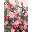 Fleurs artificielles artificielles 5 pièces Narcisse rose Camélia Hyacinthus-979917442
