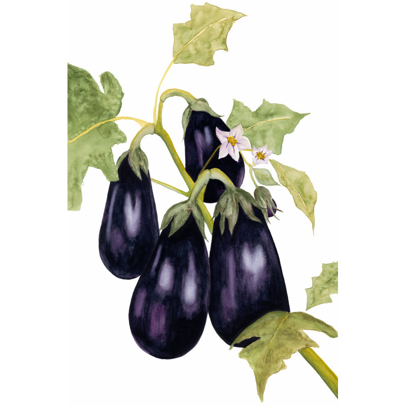 Watercolour Eggplant 1 Piece Wrapped Canvas Painting, 122cm H x 81cm W