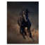 Portrait d'un cheval étalon Purius I - impression maison de campagne-60160450-60160455