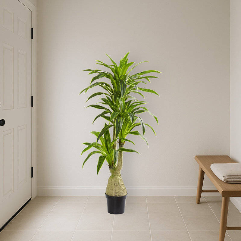 Dracaena Artificial Plant