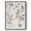 Sépia Besler Botanicals, reproduction d'art encadrée - bois massif-1261148028