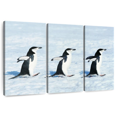 Pingouins d'hiver