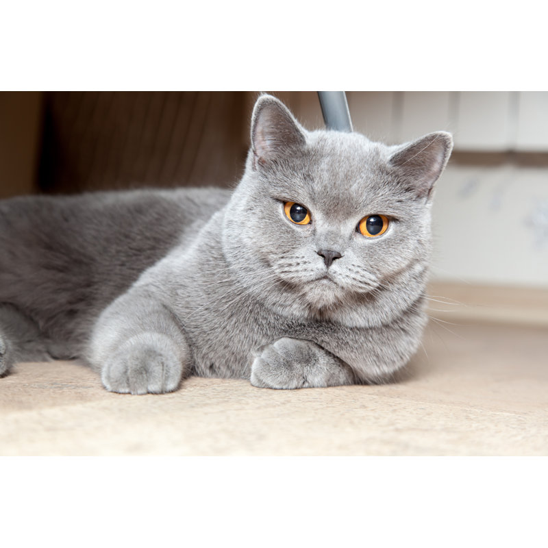 Beautiful British Cat - Photographie sur toile tendue, H 8 po x l 12 po