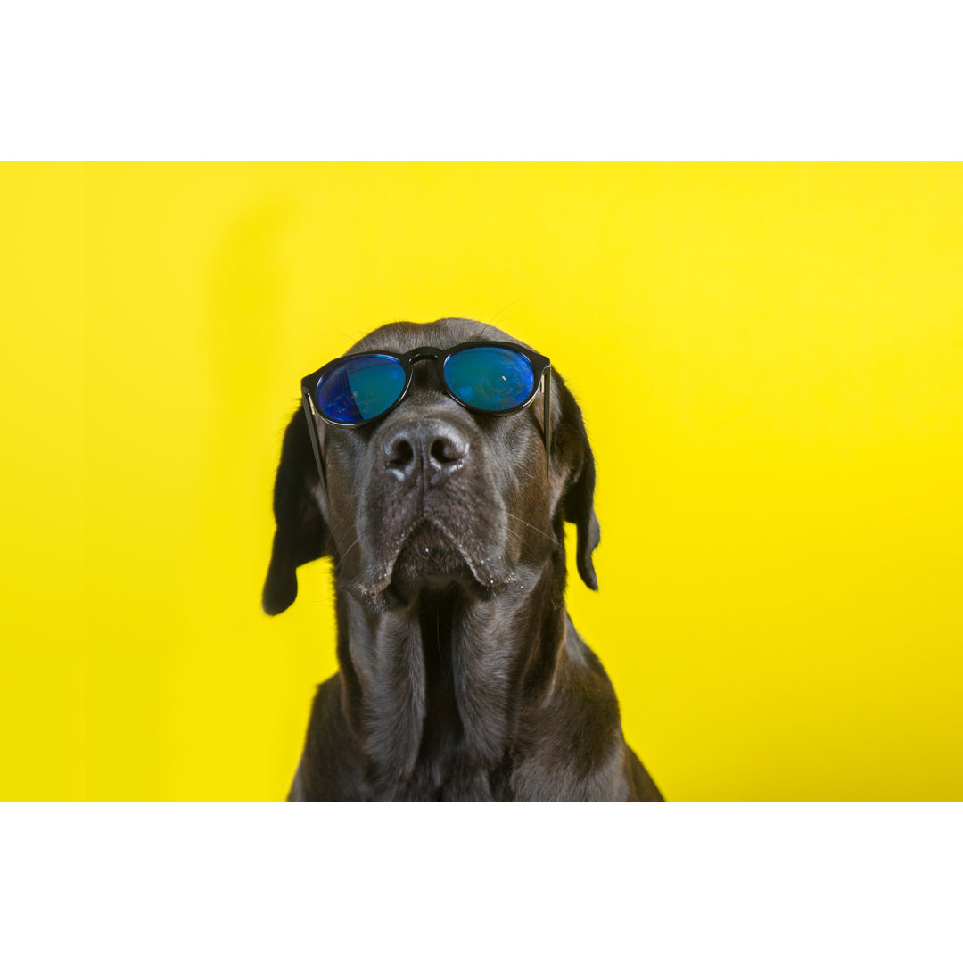 Leinwandbild Isoliert Lustiger und netter junger Schwarzer Labrador mit Sonnenbrille, Blick in die Kamera auf gelbem Hin...