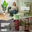 160cm Faux Bird Of Paradise Plant