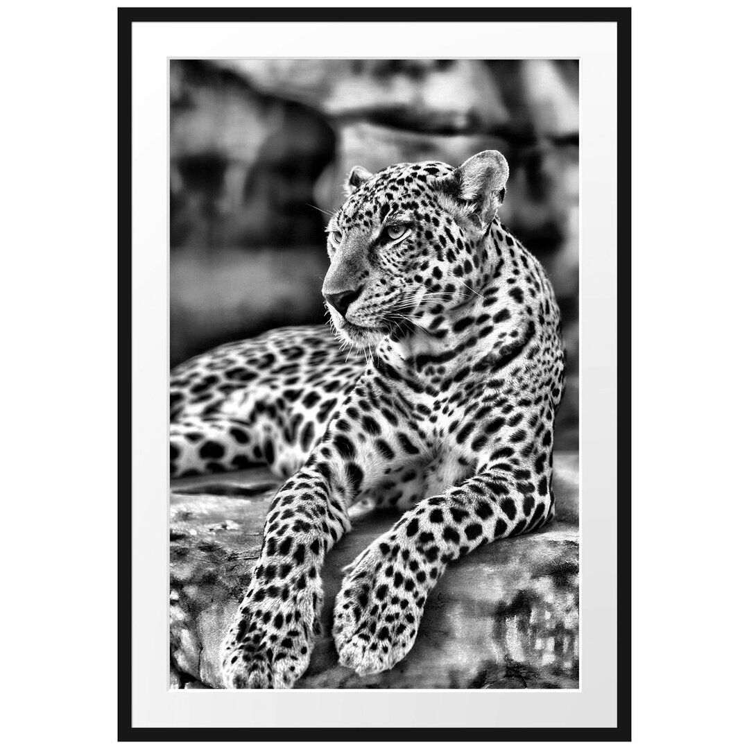 Gerahmtes Poster Majestätischer Leopard