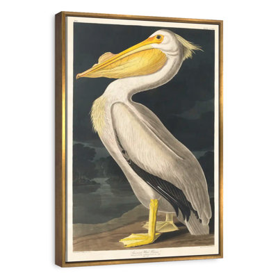 Pélican d'Amérique des oiseaux d'Amérique