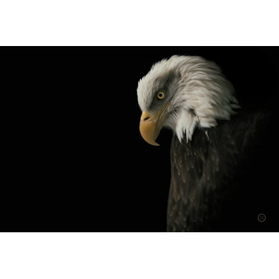 " Eagle Bow " by Nathan Larson