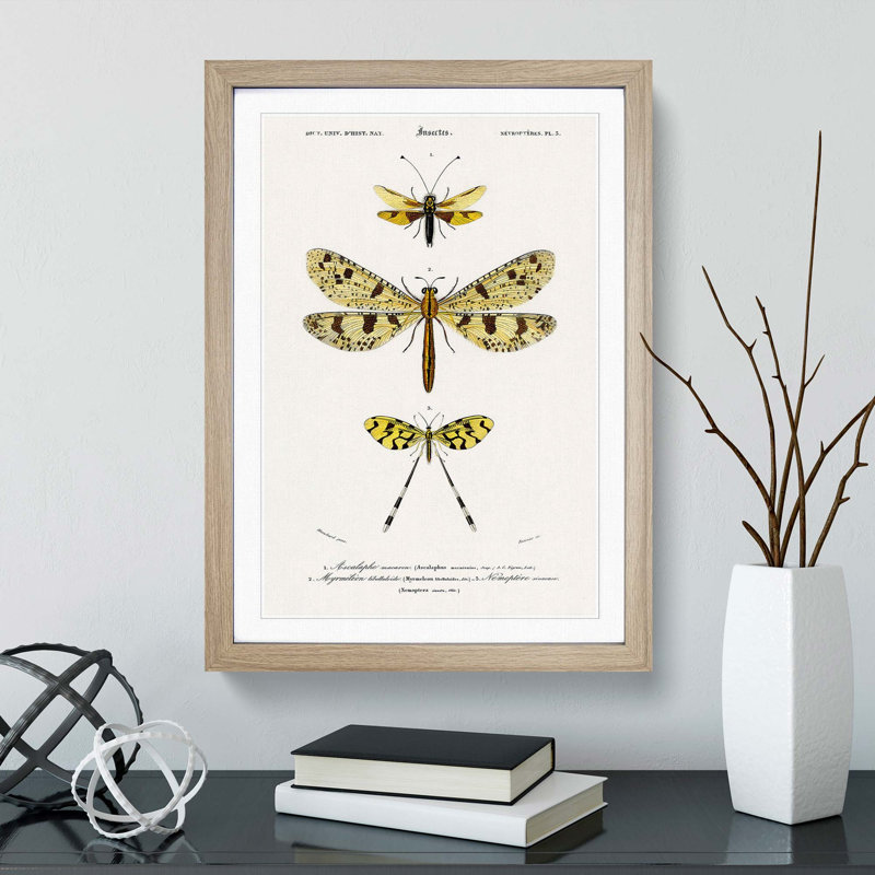 Butterfly Illustrations PL. 3 by Charles d' Orbigny - Picture Frame Graphic Art Print, 48cm H x 36cm W x 2cm D, Oak Framed