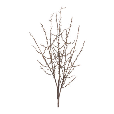 Birch Twig Branch