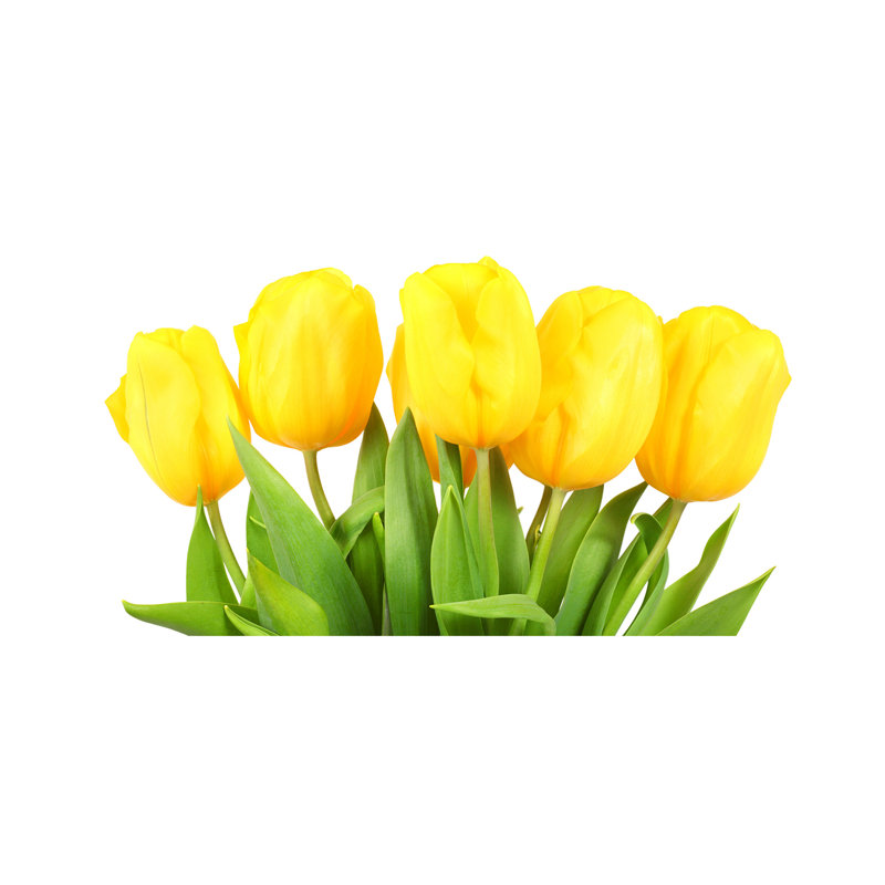 Yellow Tulips - Wrapped Canvas Print