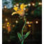 Piquet de jardin Narelle-46833397