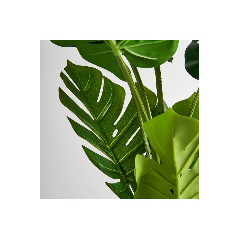 Monstera Tracie
