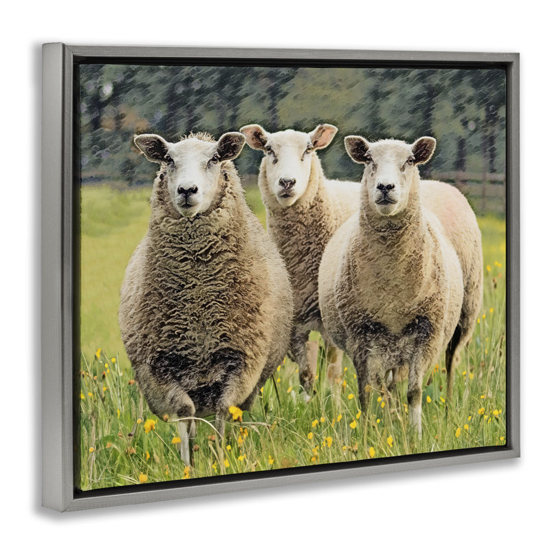 «Sheep Grazing in Grass», art mural encadré sur toile flottante par Sundance Group, LLC., Cadre flottant gris lustré