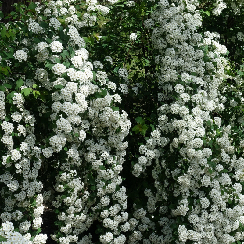 3 gal. Spirea Reeves