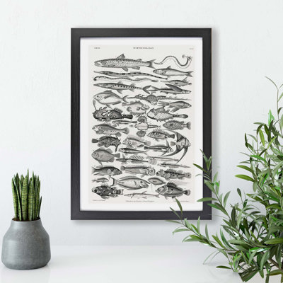 Study of Fish XLVH by Oliver Goldsmith - Framed Print