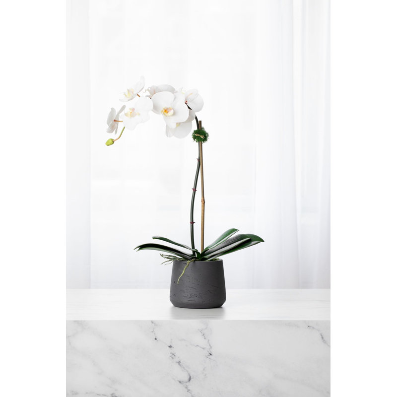 Orchid Floral Arrangements in Planter, Black