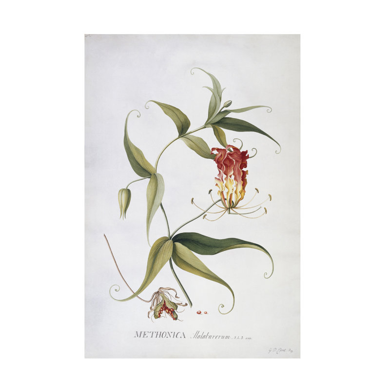 Georg Dionysius Ehret Methonica, art sur toile, H 19 po x l 12 po