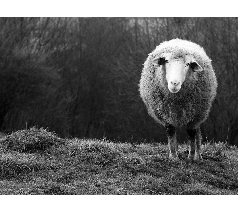 Wrapped Canvas Print, 50.8 cm H x 76.2 cm W