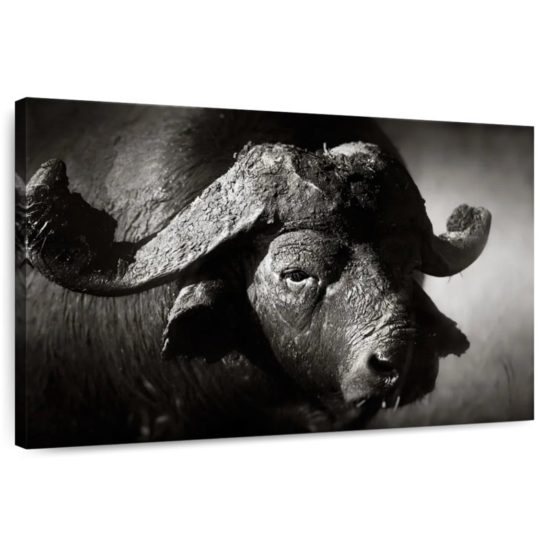 Buffle d'Afrique sauvage Brampt, H 34 po x l 51 po