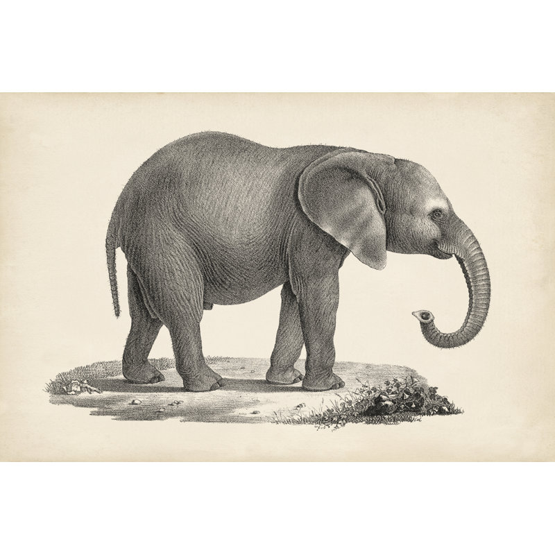 Brodtmann Young Elephant - Graphic Art, 61 cm H x 91 cm W, Wrapped Canvas