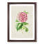 Pink Camellia Flower Illustration - Framed Print-55616258-55616259