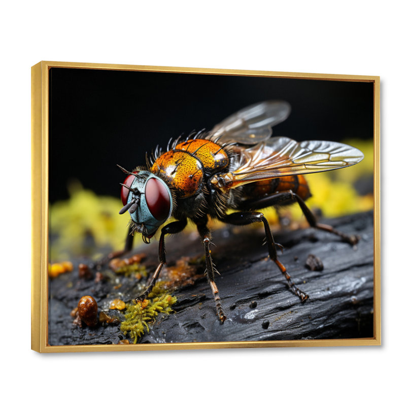 Insectes, insectes, portrait, superbe, Cadre flottant doré, H 12 po x l 20 po x P 1 po