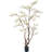 Magnolia Flowering Tree (white)