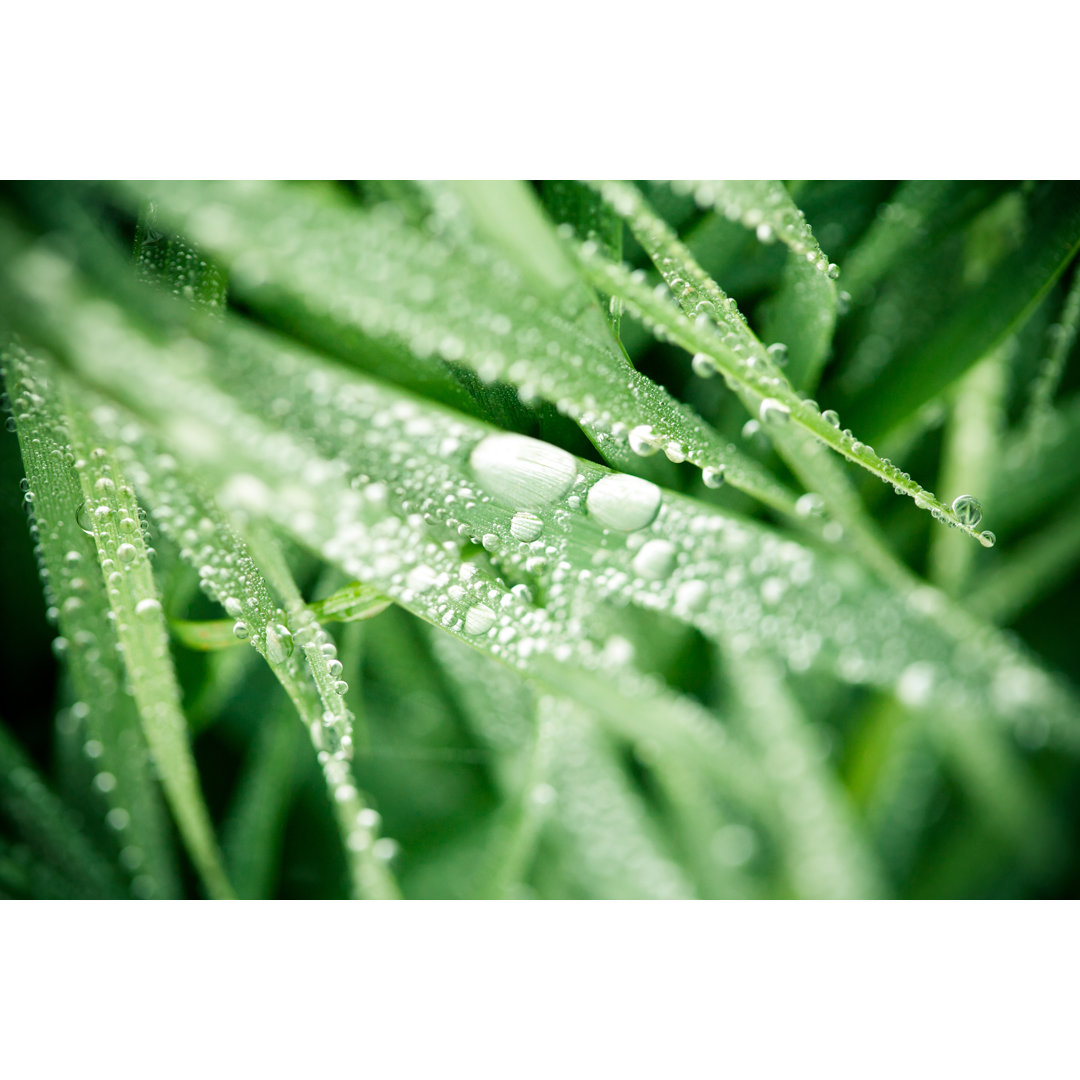 Green Leaves With Raindrops von Gianlucabartoli - Kunstdrucke auf Leinwand ohne Rahmen