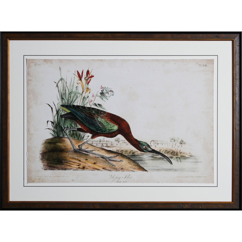 Ibis Print by Audubon
