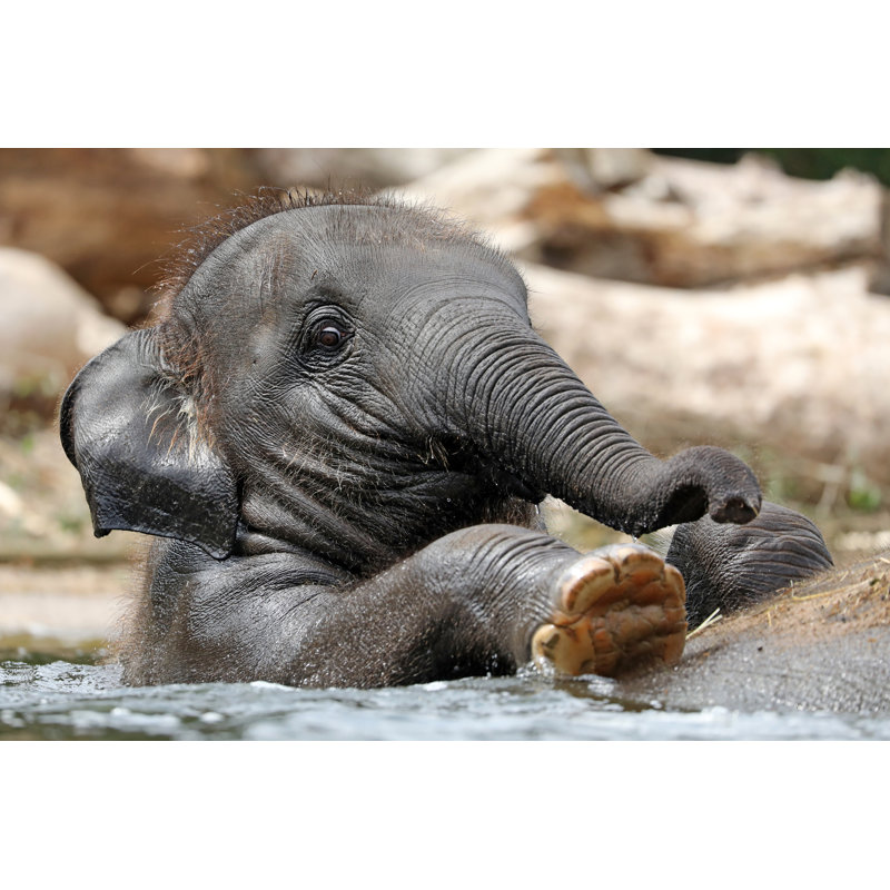 Young Elephant In Water by Edwin_Butter - Wrapped Canvas Print, 81cm H x 122cm W