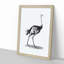 Ostrich in Black and White by George Shaw - Framed Print-55578014-55578015