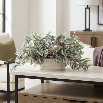 Tradescantia en pot de céramique