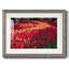 «Field of Tulips II» - reproduction encadrée rustique avec tableau mat-1364964292-1364964288