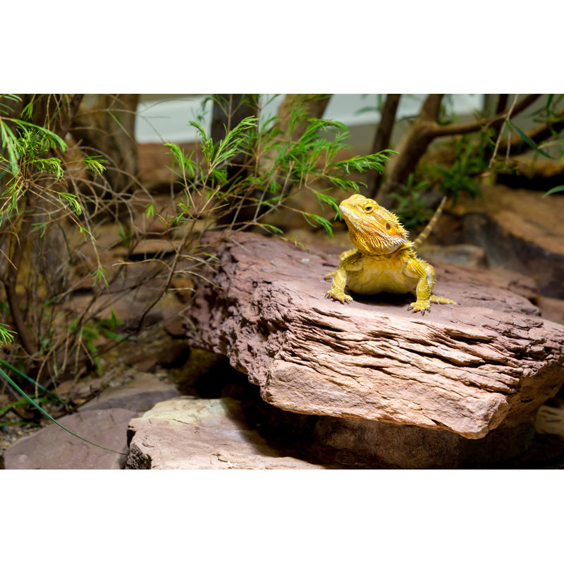 Bearred Dragons par Paul Oborowski - Photographie sur toile tendue, L 12 po x H 8 po