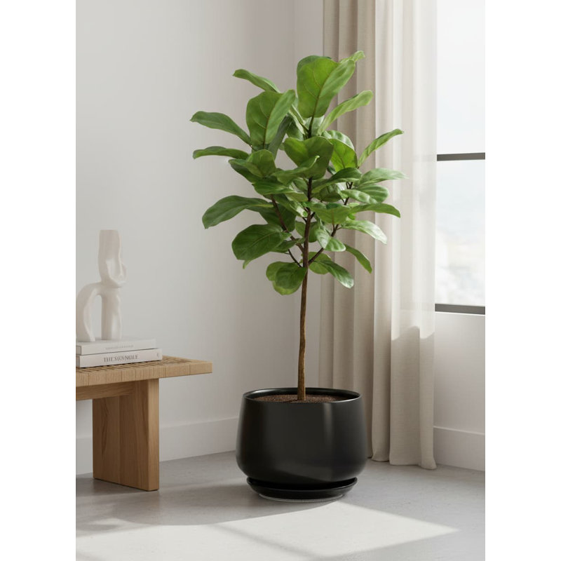 10 Inch Ceramic Planter with Drainage (Black) - Indoor