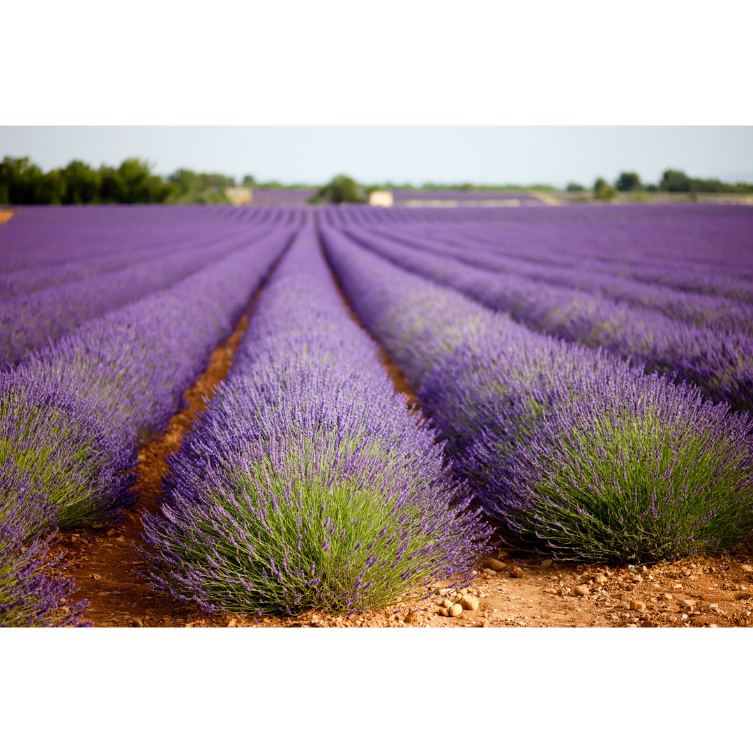 Connally Huge Lavender Field, France - Wrapped Canvas Print