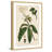"Honeyberry" Framed Print-18829398