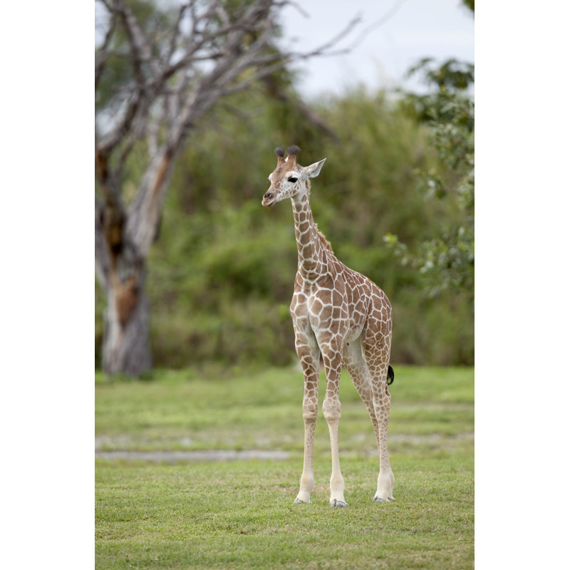 Baby Giraffe by TexPhoto - No Frame Print on Canvas, 46cm H x 30cm W
